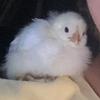 Profile Picture of Clint Pierce (@clint_pierce) on Tiktok