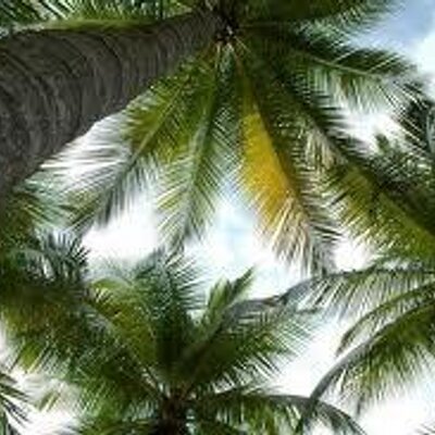 Profile Picture of PANG HONG FATT (@panghongfatt) on Twitter