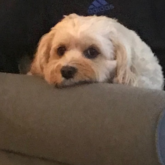 Profile Picture of Chrissy Compagnone (@freckles0111) on Poshmark