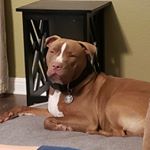 Profile Picture of Joe DiMaggio (@joe_d_thepitbull) on Instagram
