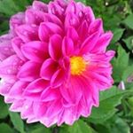 Profile Picture of Ida Reimer Rasmusson (@sigun.reimer) on Instagram