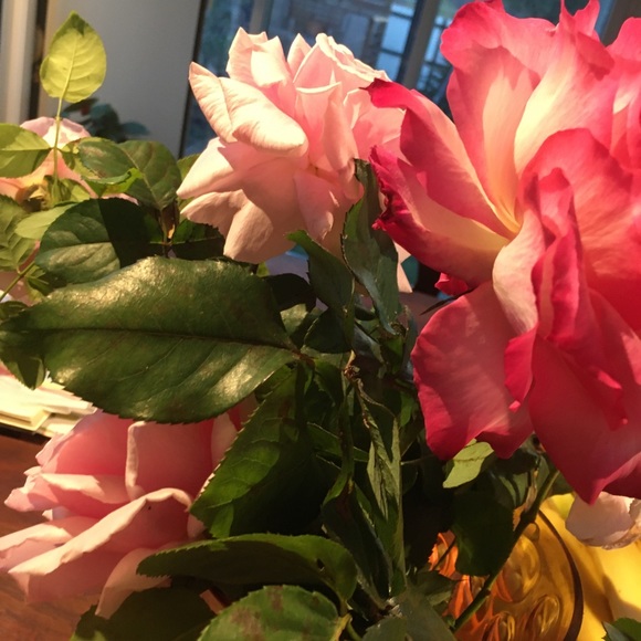 Profile Picture of Amanda Till (@thetillstar) on Poshmark