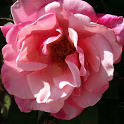 Profile Picture of Pierre Gerard Alvarez (@pierregerardalvarez7749) on Youtube