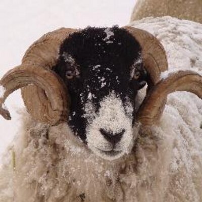 Profile Picture of Tom Fenton (@averagelyfastom) on Twitter