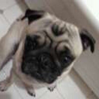 Profile Picture of Mr Smuckers (@chichung) on Twitter