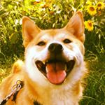 Profile Picture of Rachael Hagerman (@thorntooth_pgh) on Instagram