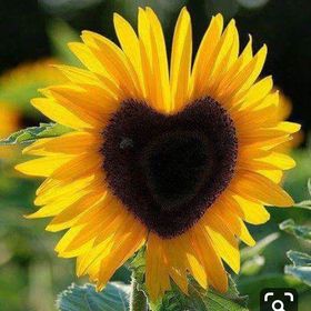 Profile Picture of Amanda Metzger (@irishmom78) on Pinterest