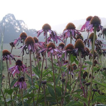 Profile Picture of Jo Branham (@jobranham1964) on Twitter