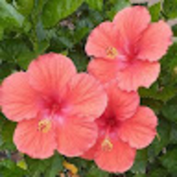 Profile Picture of Samantha Kesling (@samkesling) on Poshmark