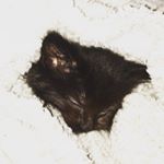 Profile Picture of Toren Moore (@zelda_and_king) on Instagram