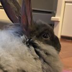 Profile Picture of Jack Lafayette (@jacklafayettethebunny) on Instagram