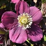 Profile Picture of Nancy Kuhn (@nancyk227) on Instagram