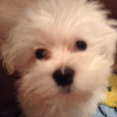 Profile Picture of HANNAH Listokin (@Listykid) on Twitter