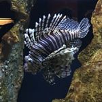 Profile Picture of Kevin (@fish.photographer247) on Instagram