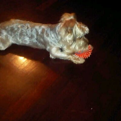 Profile Picture of Daniel Fornari (@DAFORZA69) on Twitter