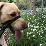 Profile Picture of Harry Crowther (@harry.crowther) on Instagram