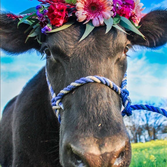 Bailey Boyer - Poshmark Profile Picture of Bailey Boyer (@baileycboyer) on Poshmark