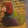 Profile Picture of Theodore Jacobs (@theodorejacobs6) on Tiktok