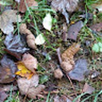 Profile Picture of René Maurice Dupontel (@rené-maurice-dupontel) on Quora