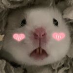 Profile Picture of Edward & Arthur 🐹 (@edwardmopihamster) on Instagram