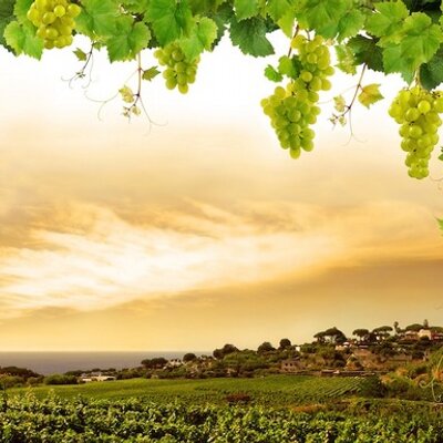 True Vine - Twitter Profile Picture of True Vine (@john15vine) on Twitter