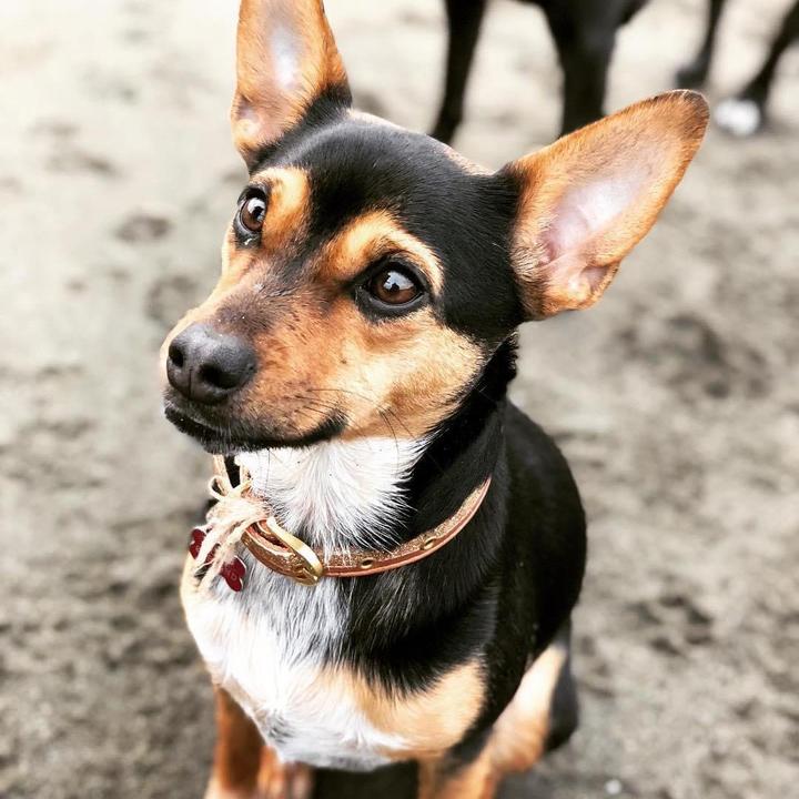 Profile Picture of Judy Garland The Dog (@@judygarlandthedog) on Tiktok
