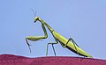 Profile Picture of Mantison Wikipedia