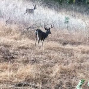 Profile Picture of Michael Masciovecchi (@michaelmasciovecc) on Tiktok