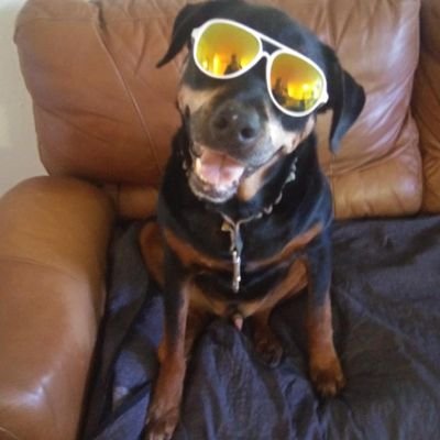 Profile Picture of Bill The Cat's Identity Crisis #BLM 🌊 🌈 🐅 🏝 (@JoeJoining) on Twitter