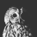 Profile Picture of JonathanTamaillon/PhotoNature (@jonathan_tamaillon) on Instagram