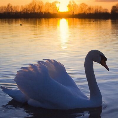 Profile Picture of Nancy Ann Lilley (@55purple) on Twitter