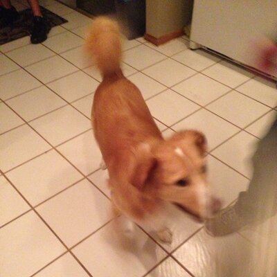 Profile Picture of Max (@MaximusWoolley) on Twitter