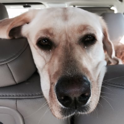 Profile Picture of Andrew Dallos (@adallos) on Twitter