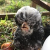 Profile Picture of George Ramsay #2 (@@george_ramsay_2) on Tiktok