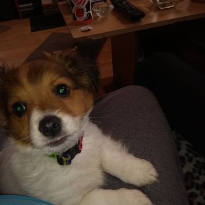 Profile Picture of Annette Burt.new.puppy.gizom.burt (@Annette75509740) on Twitter