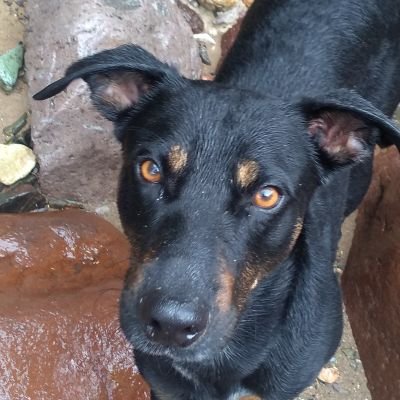 Profile Picture of Justin Xoloitzcuintle (@PerroPantera22) on Twitter