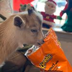 Profile Picture of steven.and.oreo (@steven.and.oreo) on Instagram