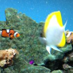 Profile Picture of Doug Levy (@chezdoug) on Instagram