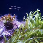 Profile Picture of Samantha Hesser (@magicalmurdermachine) on Instagram