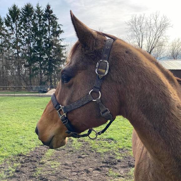 Profile Picture of David Rosenlund (@drosenlund) on Poshmark