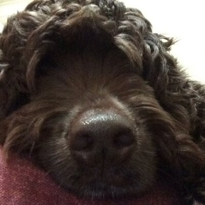 Profile Picture of Sasha Boyd (@a_dogsdiary) on Twitter