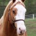 Profile Picture of Julie Holcomb (@yellahorsechic) on Pinterest