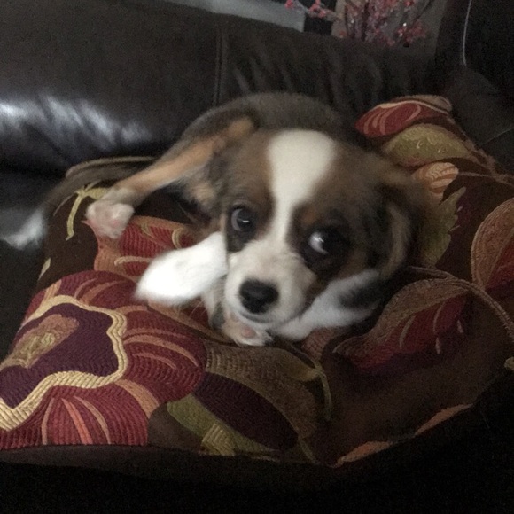 Profile Picture of Beans Beans (@beans12346) on Poshmark
