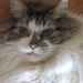 Profile Picture of Linda Thodeson (@lthodeson) on Pinterest
