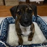 Profile Picture of K Y L E  the Brindle Doxie Mix (@doxiemixkyle) on Instagram
