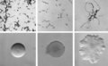 Profile Picture of Erysipelothrix rhusiopathiaeon Wikipedia