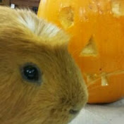 Profile Picture of Laura Chalmers (@laurachalmers3373) on Youtube