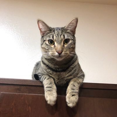 Profile Picture of Jeff Bronson (@BallPowder) on Twitter