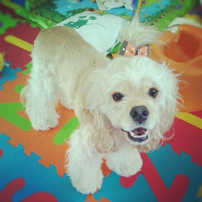 Profile Picture of Lucy Craven (@localarmmidg27) on Twitter