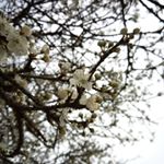 Profile Picture of Amber Wamber Ding Dong (@queen_wamber) on Instagram